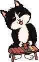the Cat laughing, playing its xylophone